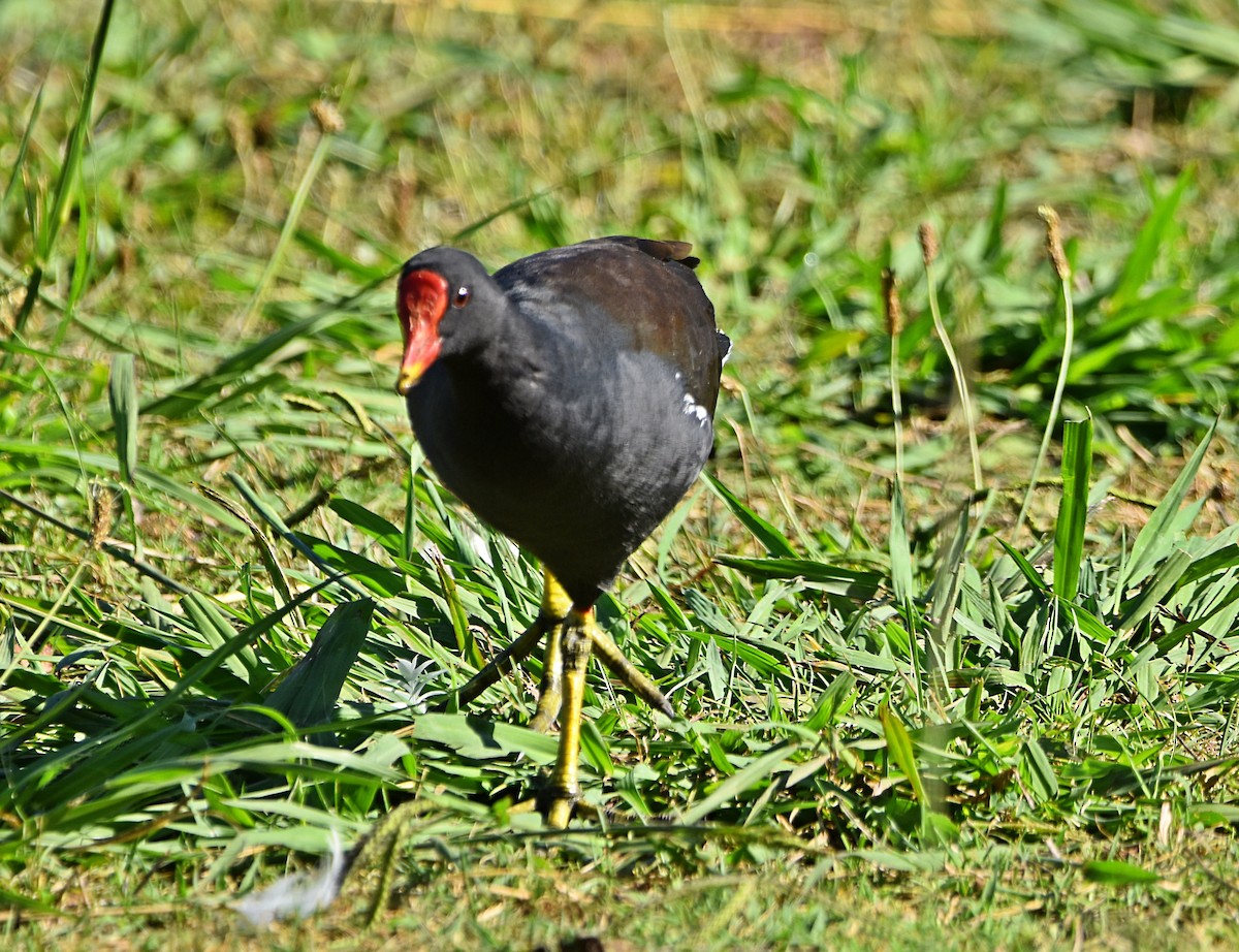 Eurasian Moorhen - ML622090867