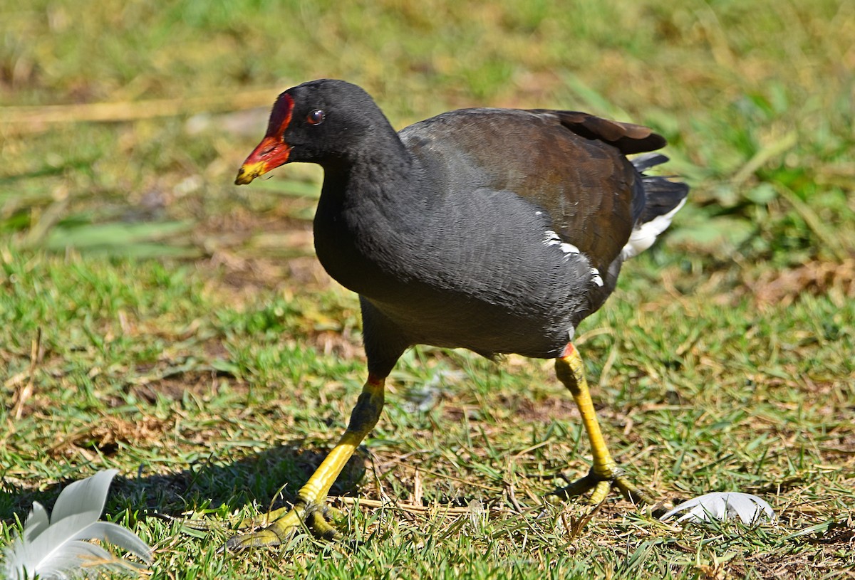 Eurasian Moorhen - ML622090868