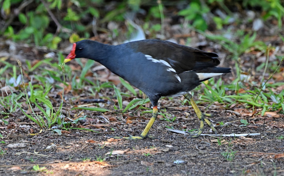 Eurasian Moorhen - ML622090869