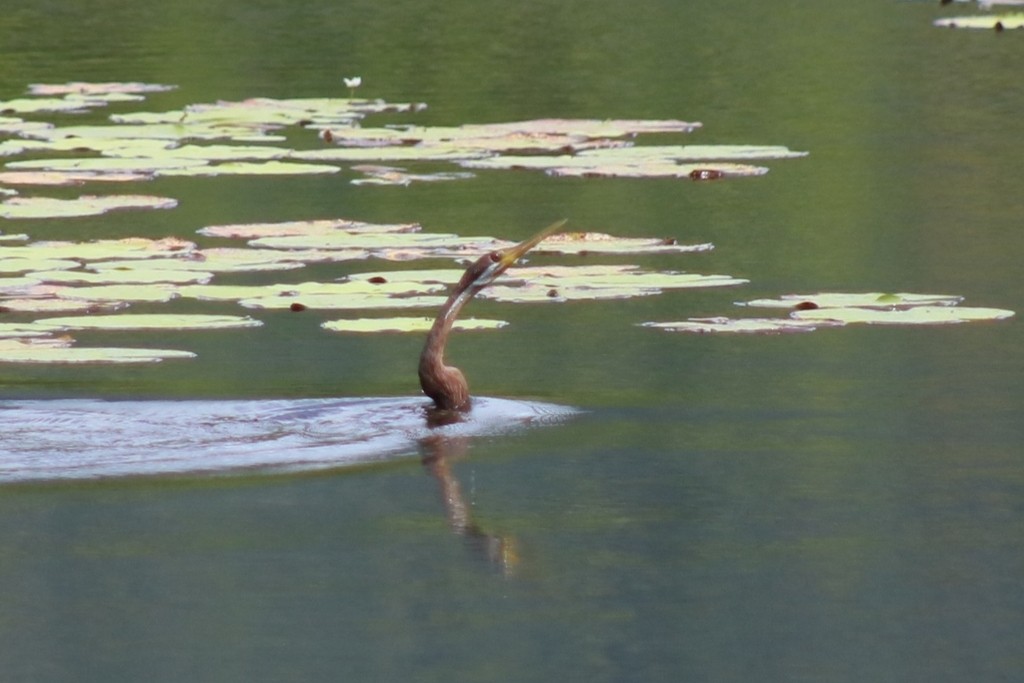 Australasian Darter - ML622090870