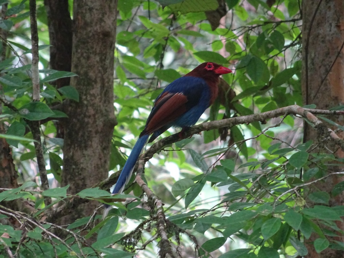 Sri Lanka Blue-Magpie - ML622090871