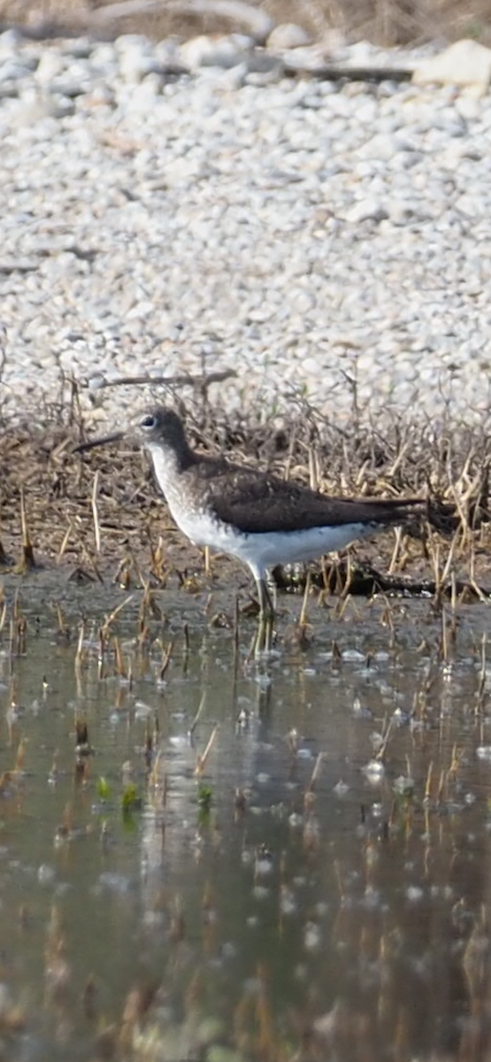 Solitary Sandpiper - ML622090872