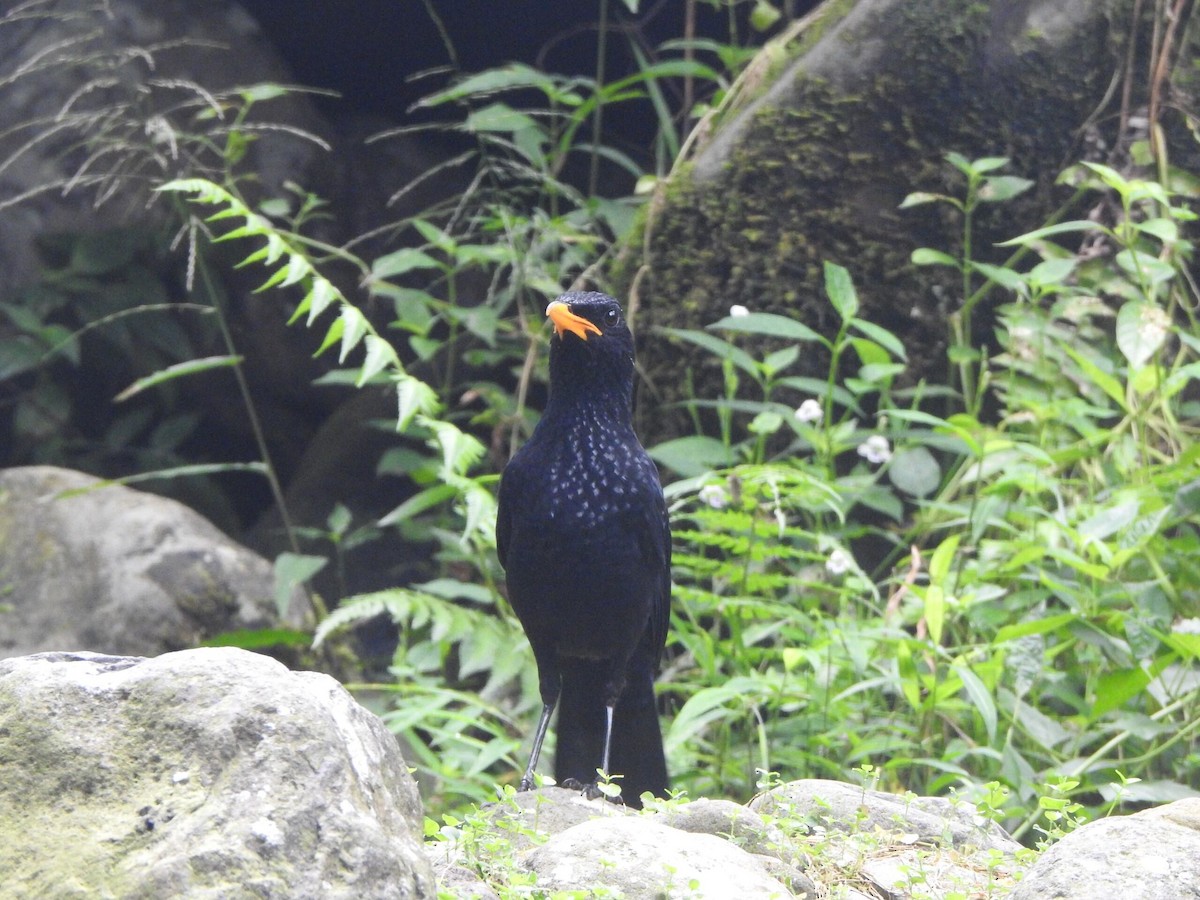 Blue Whistling-Thrush - Muhammad Nafis Ufsi