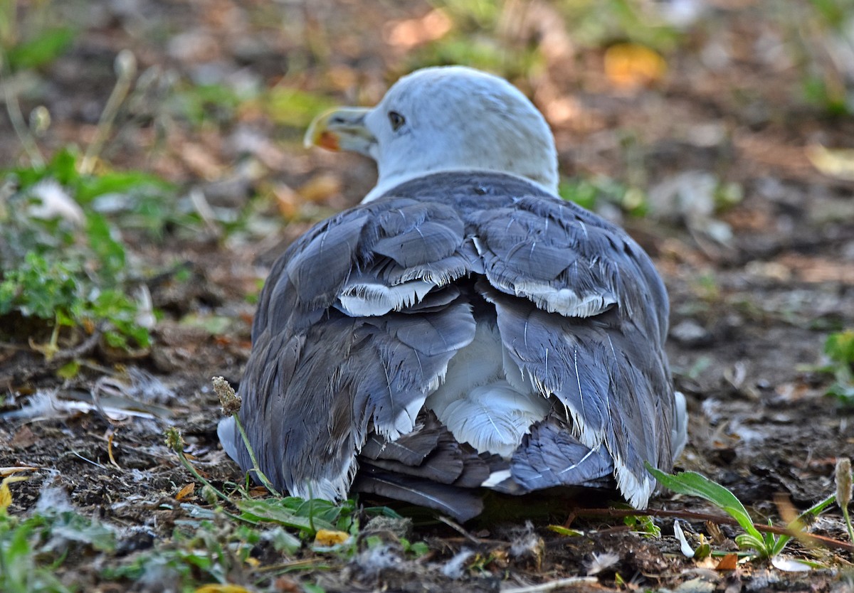 Lesser Black-backed Gull - Joao Freitas