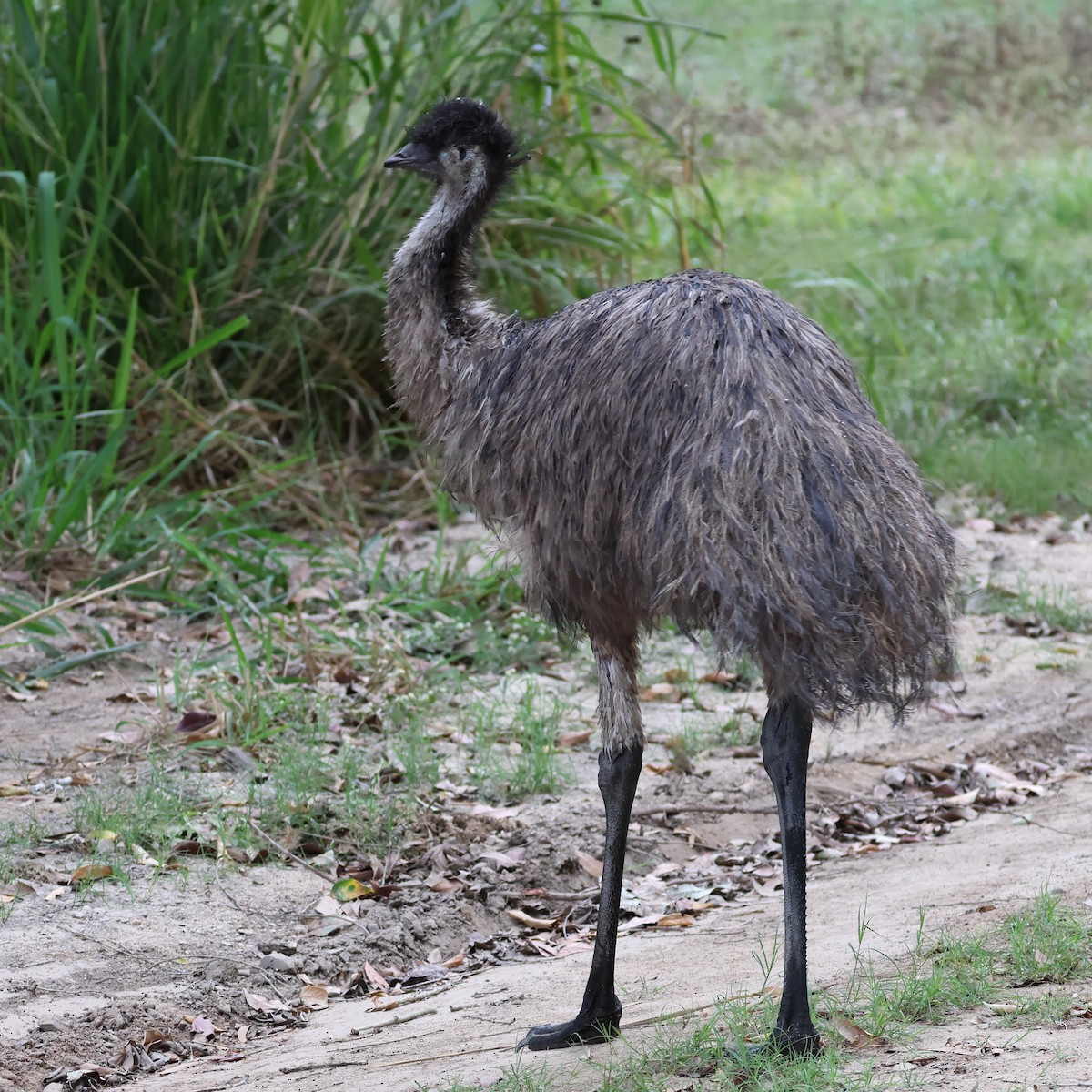 Emu - ML622090940