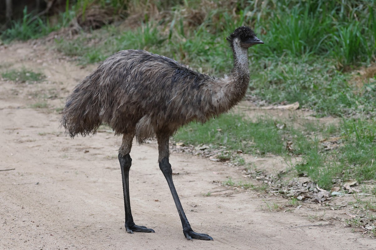 Emu - ML622090951