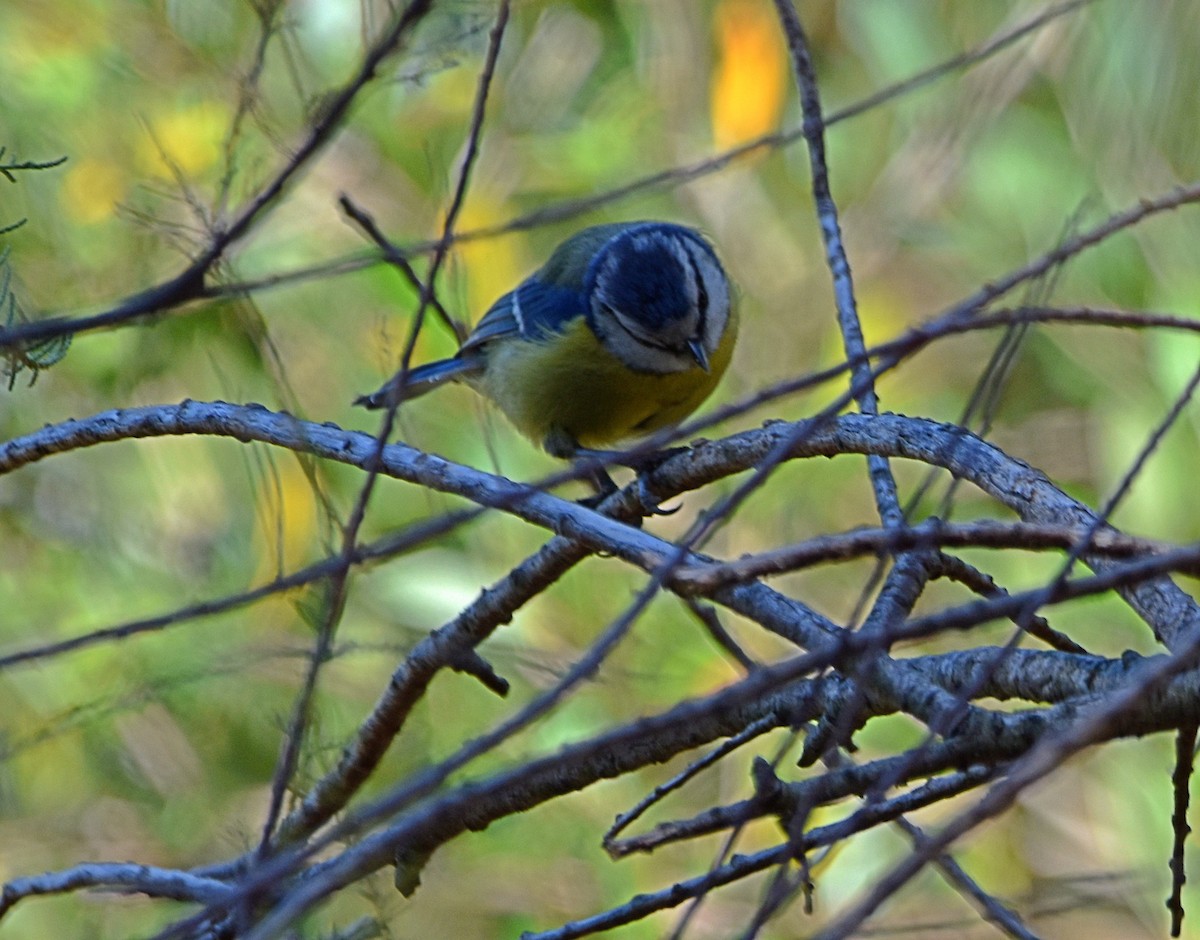 Eurasian Blue Tit - ML622090972