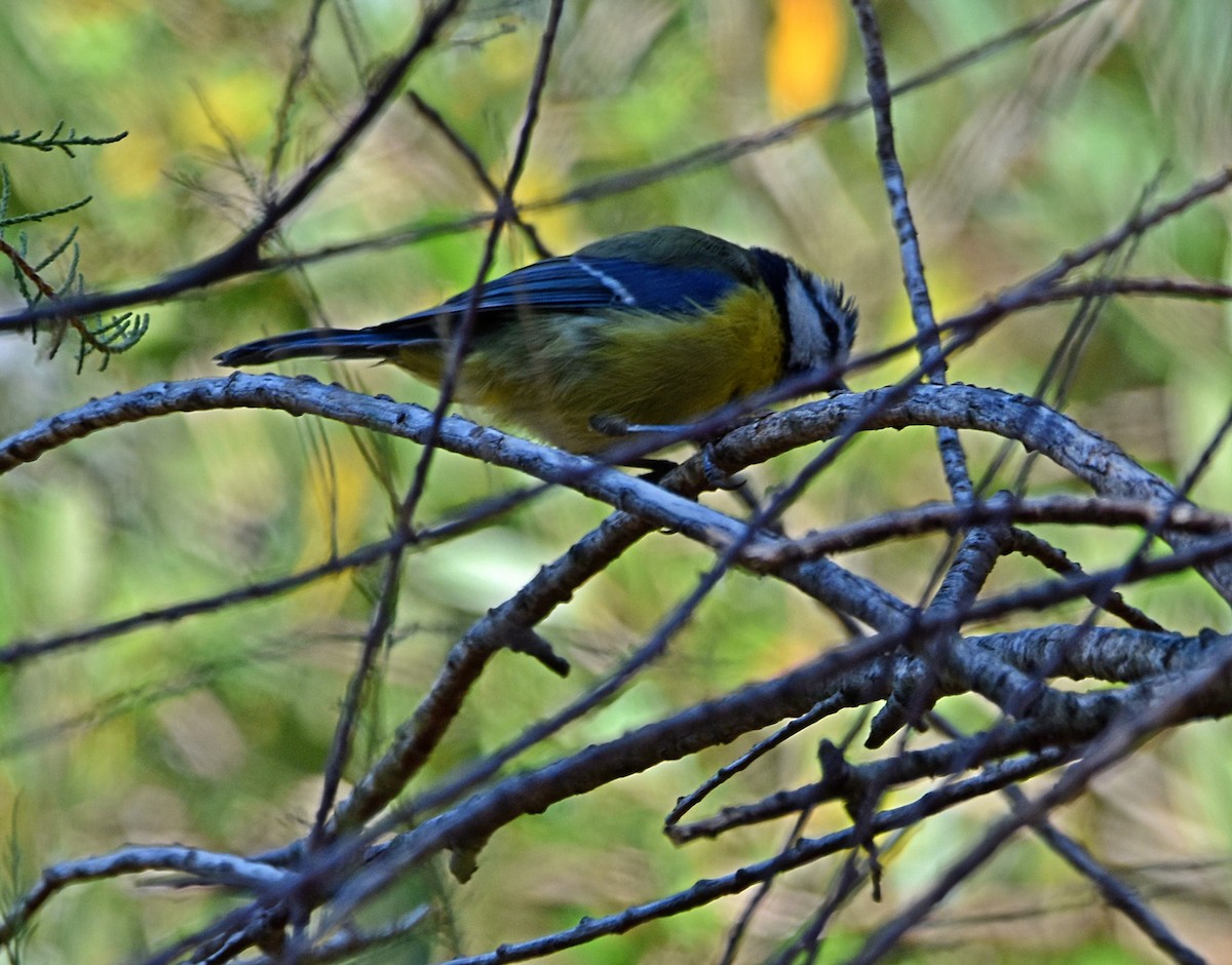 Eurasian Blue Tit - ML622090974