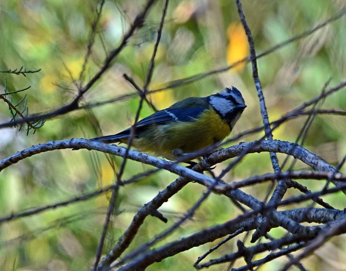 Eurasian Blue Tit - ML622090975