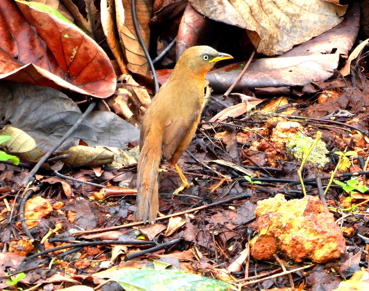 Rufous Babbler - ML622090982