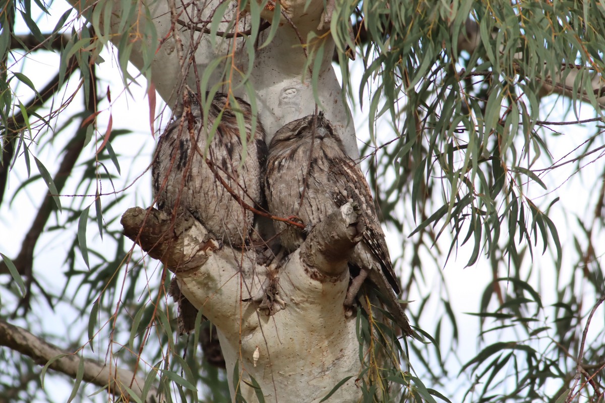 Tawny Frogmouth - Darren Foster