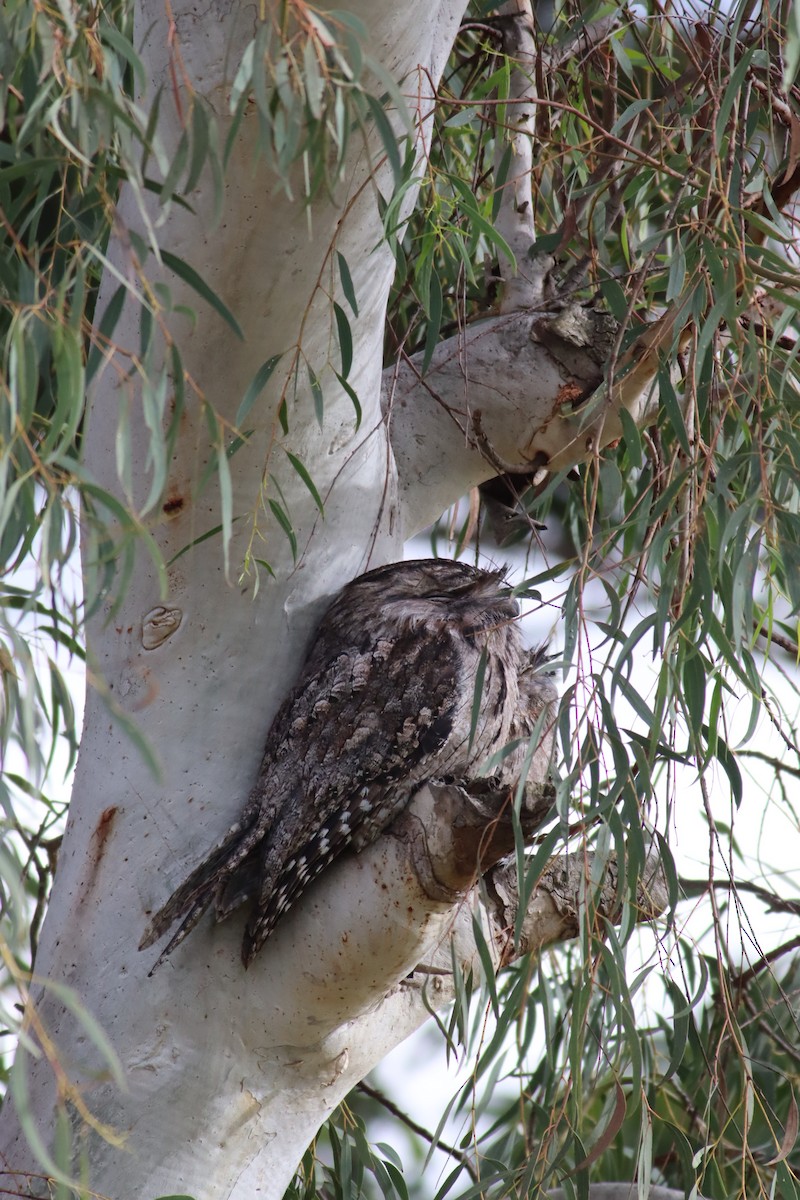 Tawny Frogmouth - ML622090984