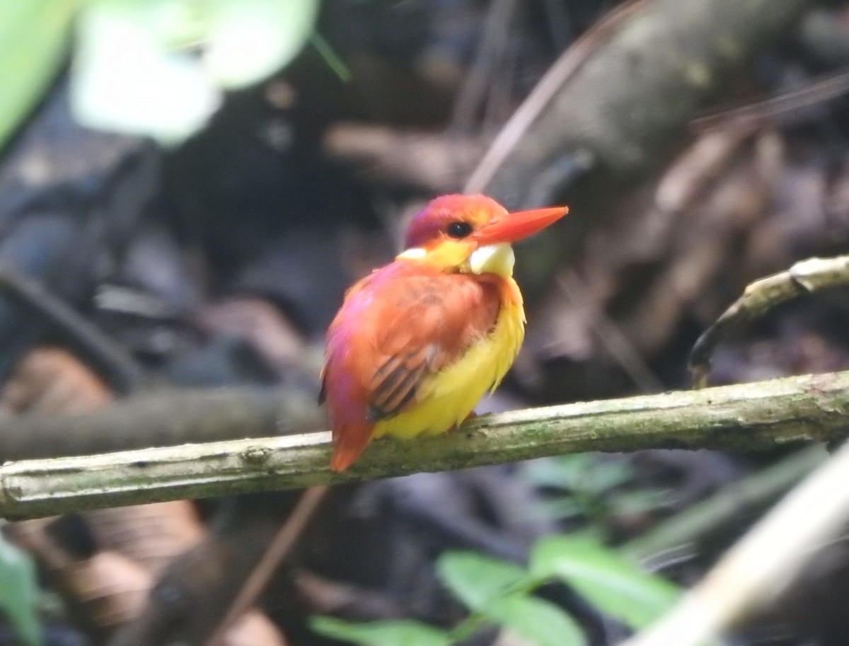 Rufous-backed Dwarf-Kingfisher - ML622090987