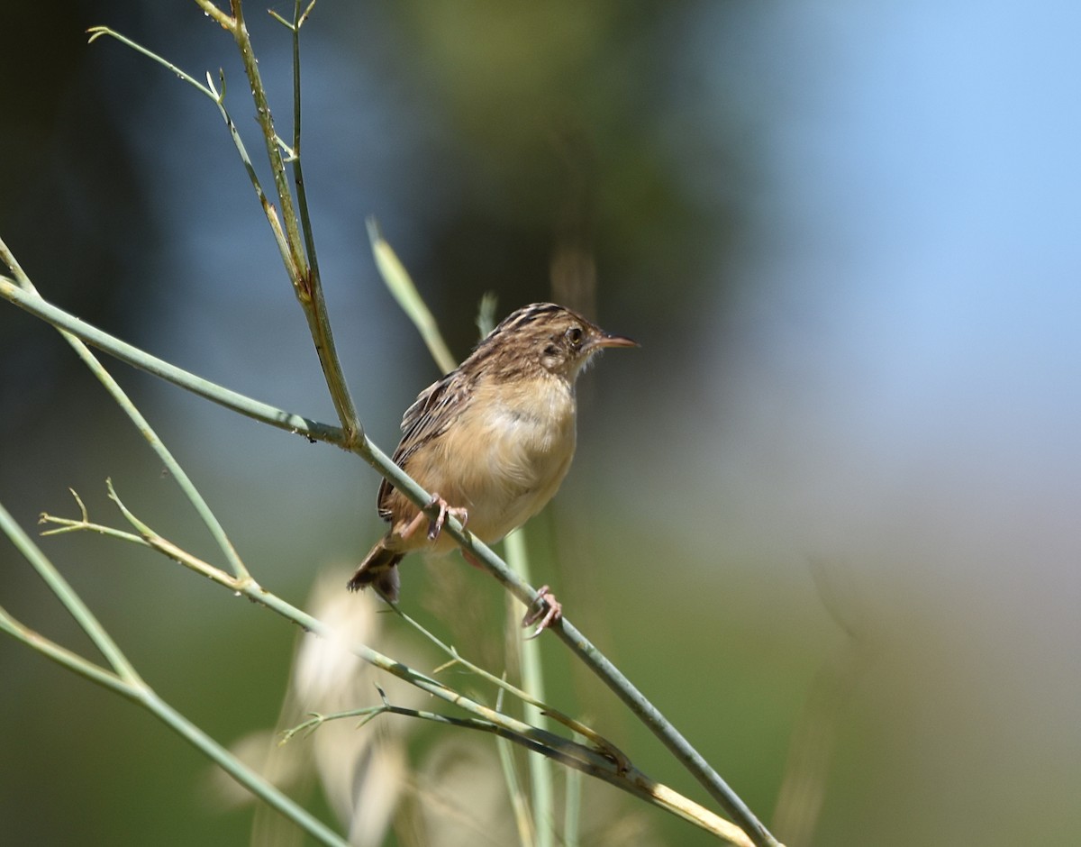 Zitting Cisticola - Joao Freitas