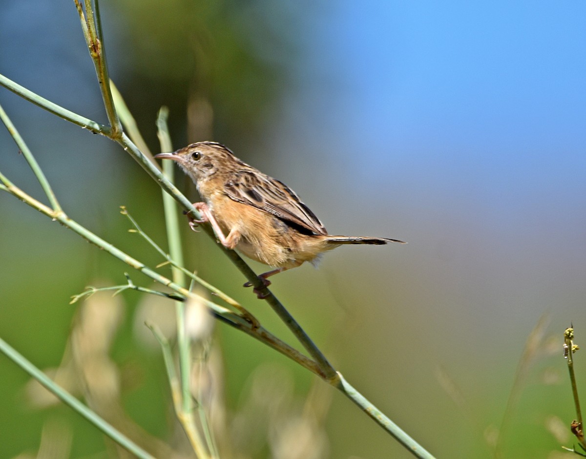 Zitting Cisticola - ML622090989