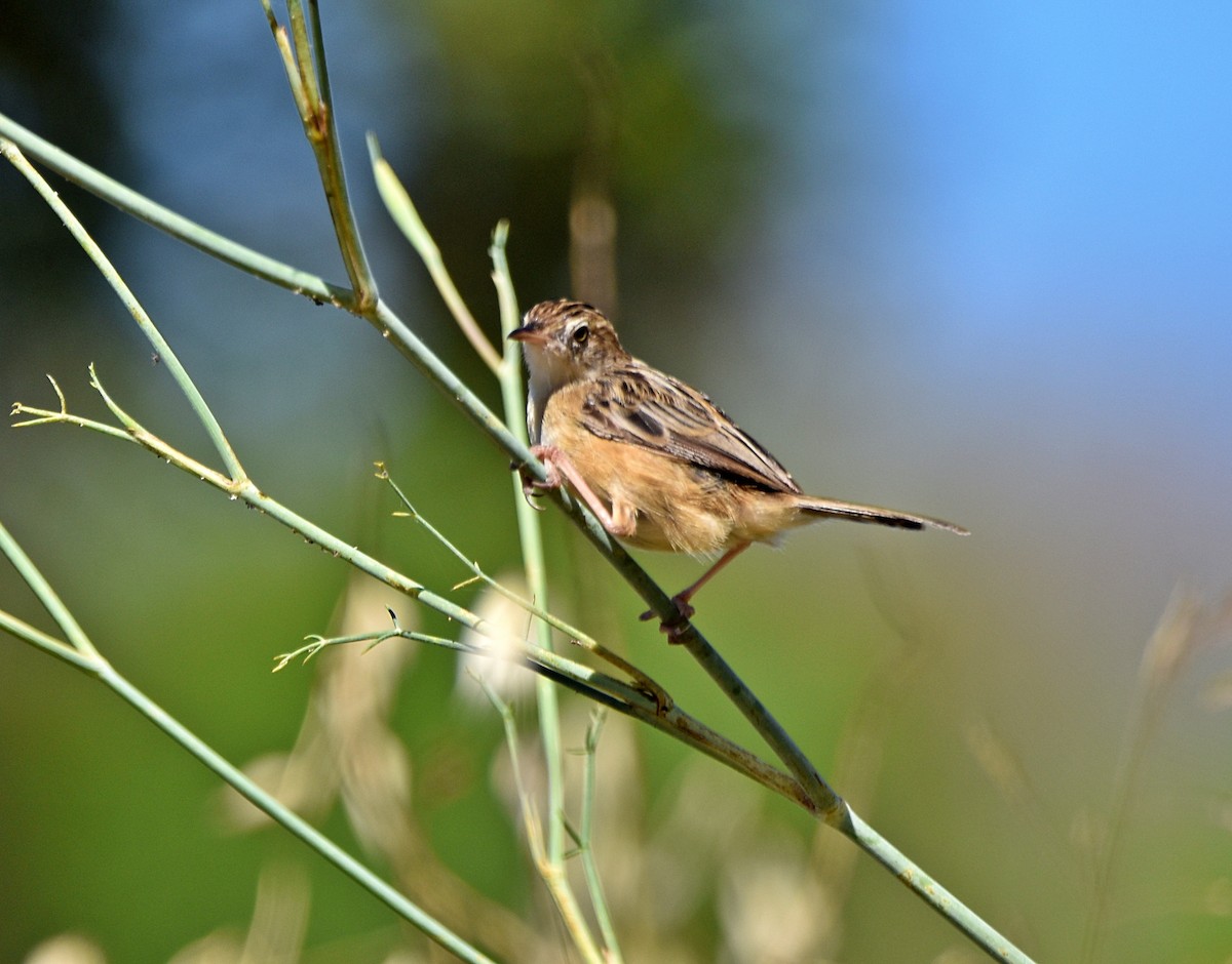 Zitting Cisticola - ML622090990