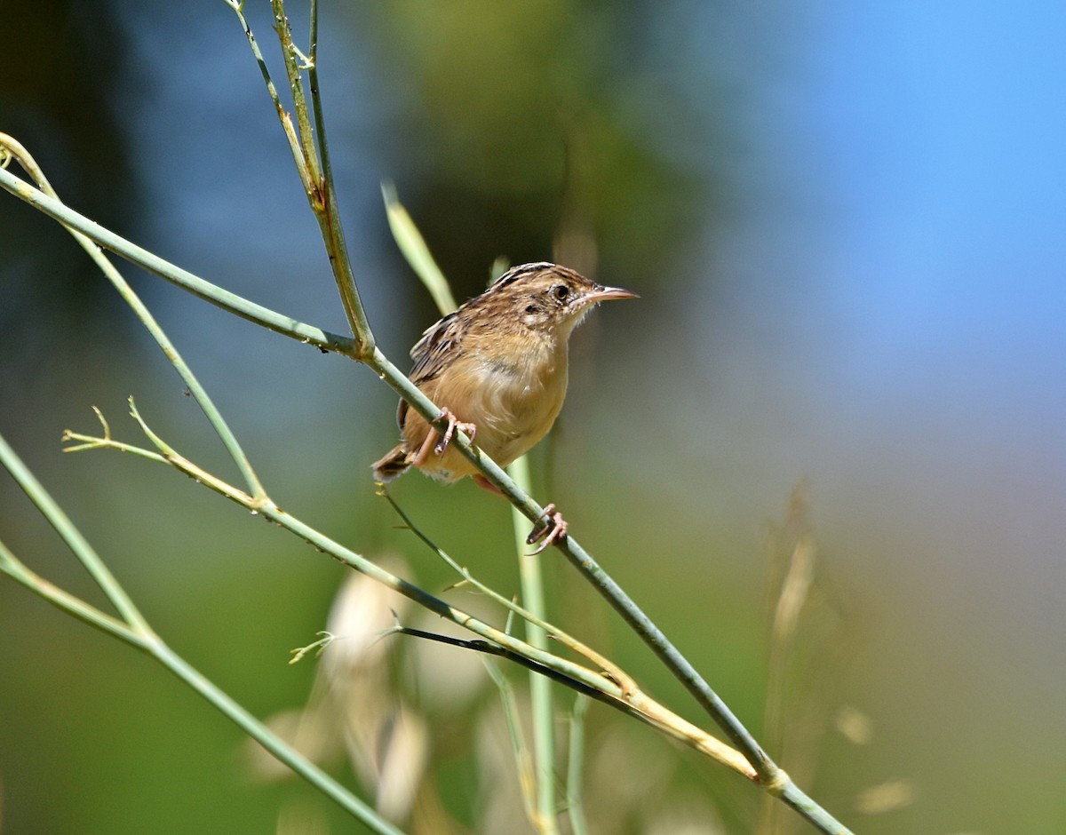 Zitting Cisticola - ML622090991