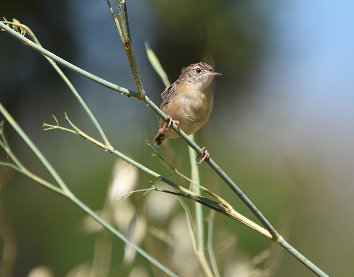 Zitting Cisticola - ML622090992