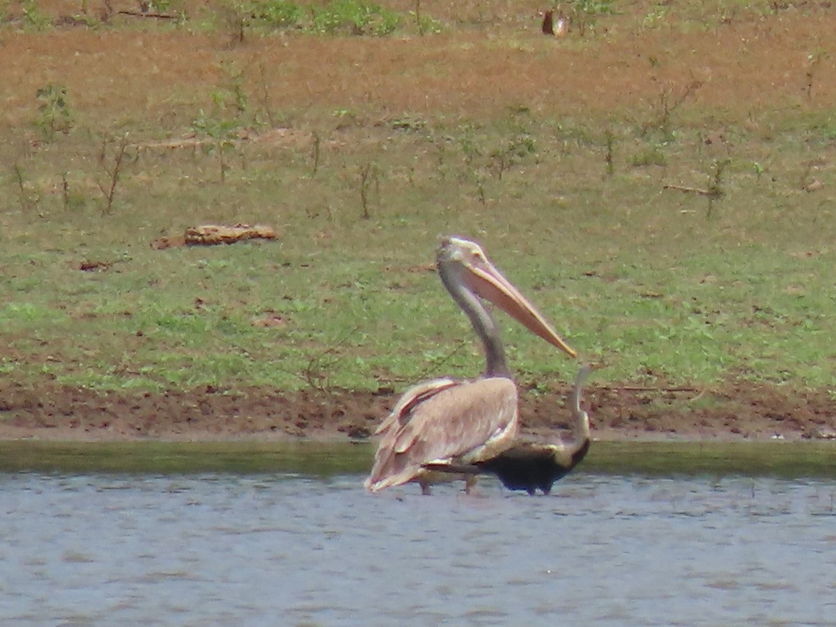 Spot-billed Pelican - Stamatis Zogaris