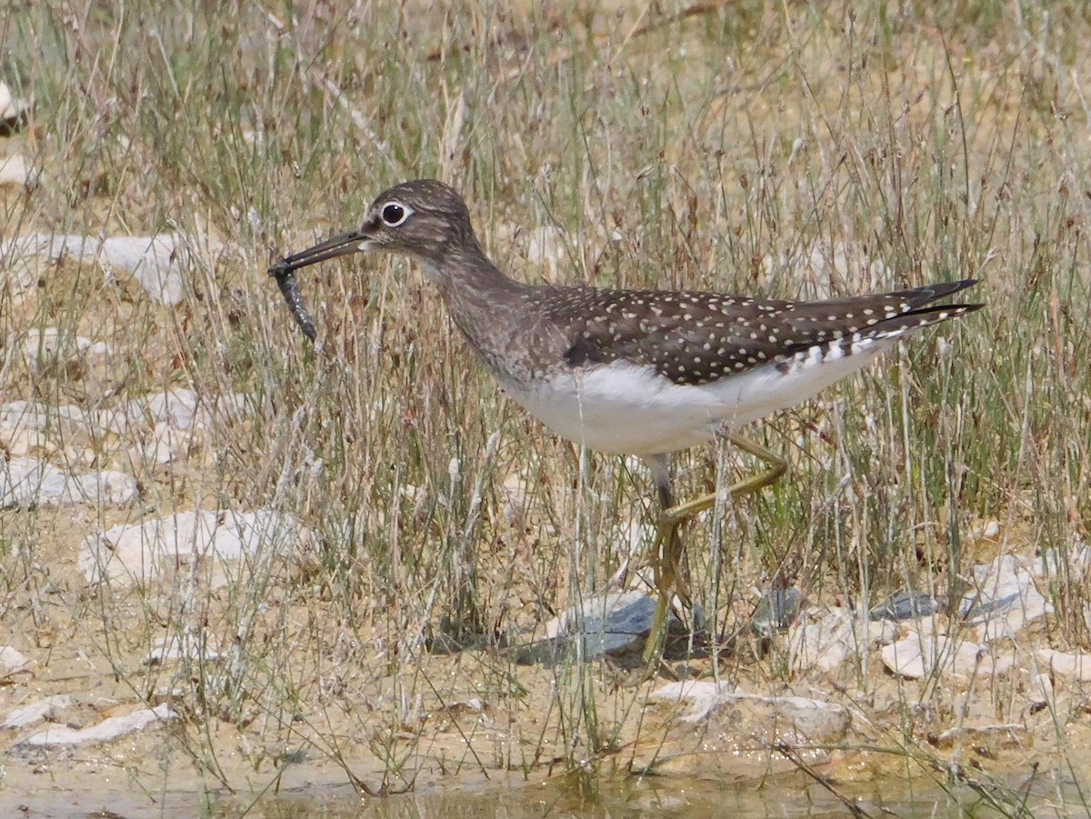 Solitary Sandpiper - ML622091002