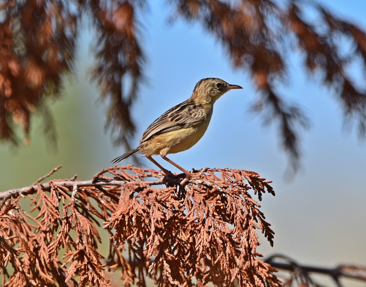 Zitting Cisticola - ML622091005