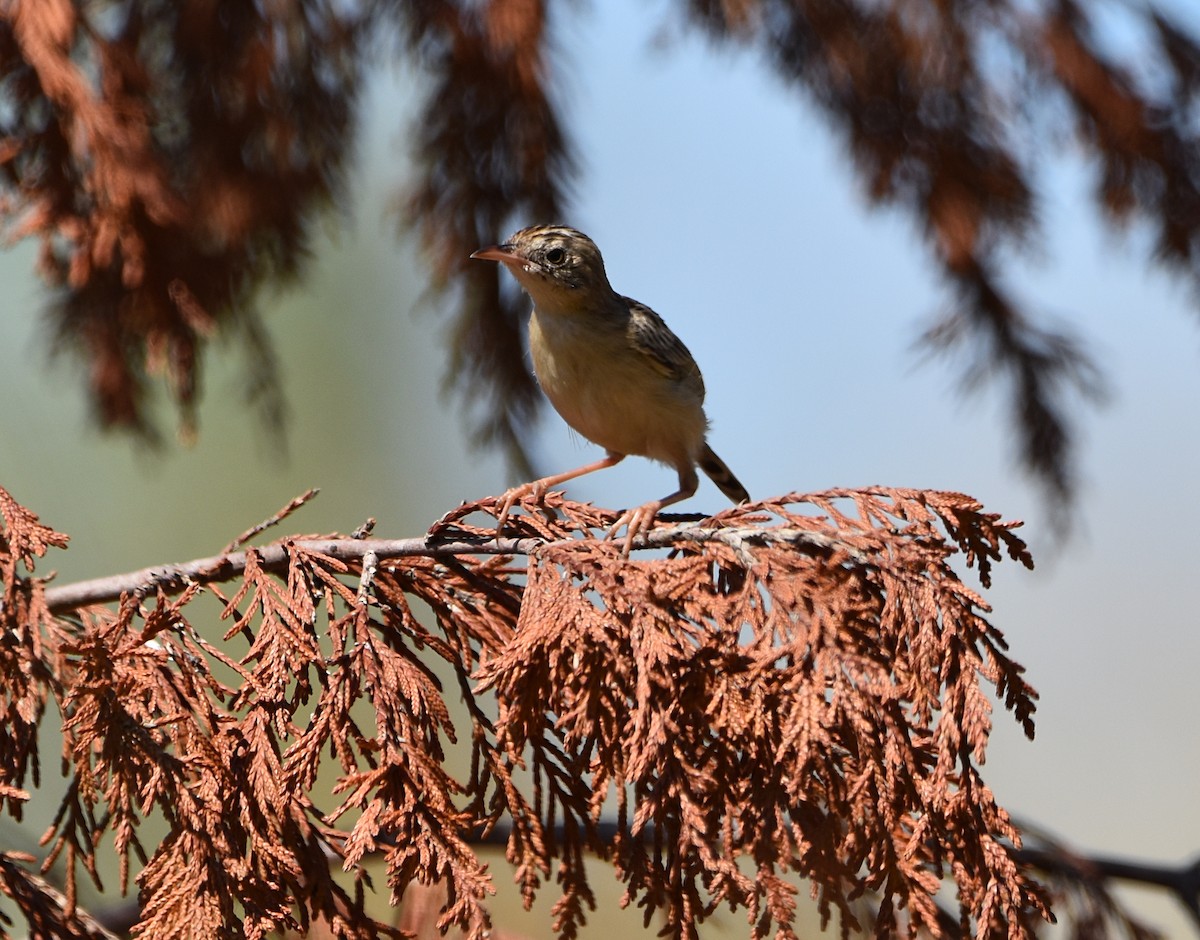 Zitting Cisticola - ML622091007