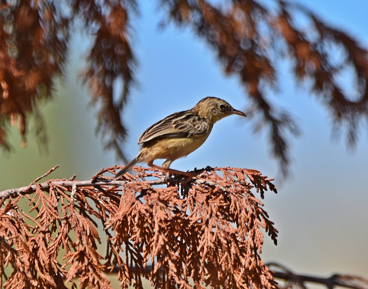 Zitting Cisticola - ML622091008