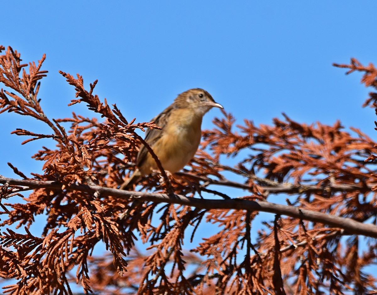 Zitting Cisticola - ML622091009