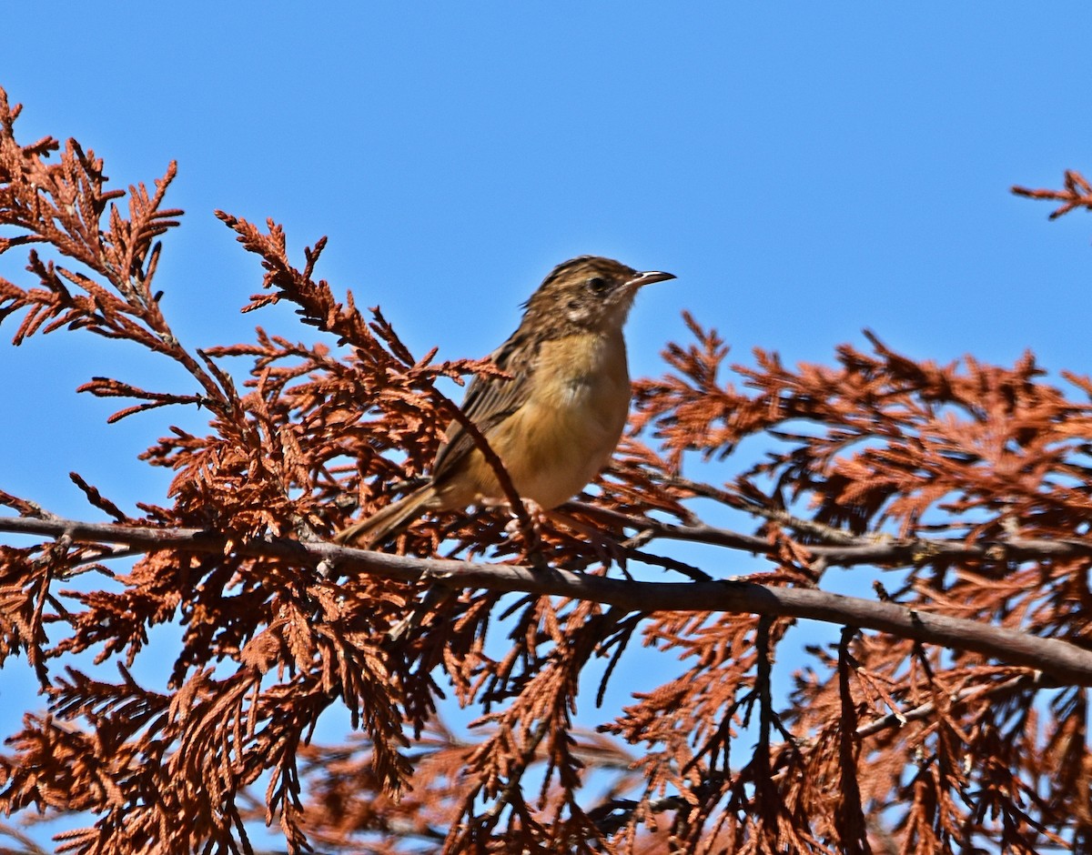 Zitting Cisticola - ML622091010