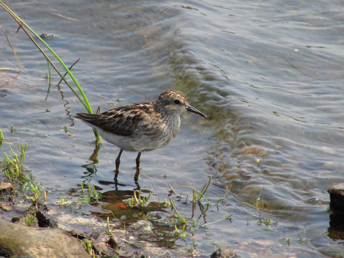 Least Sandpiper - ML622091011