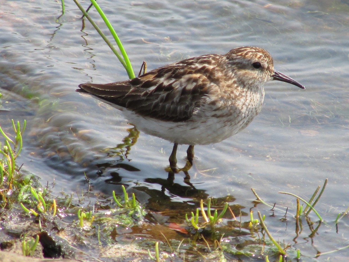 Least Sandpiper - ML622091012