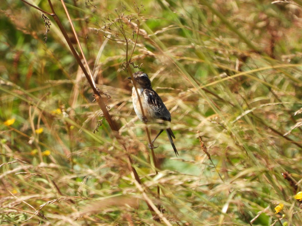 Whinchat - Martina Corgnati