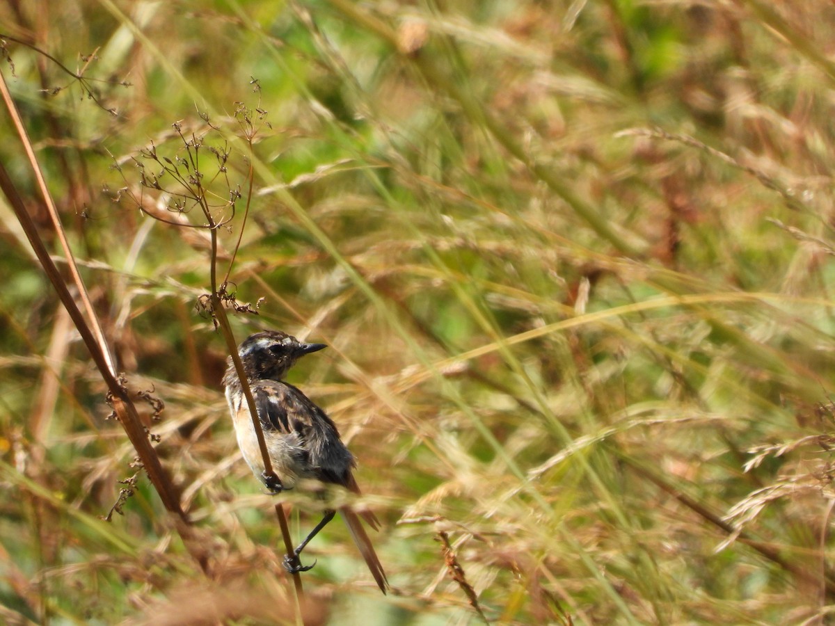 Whinchat - Martina Corgnati