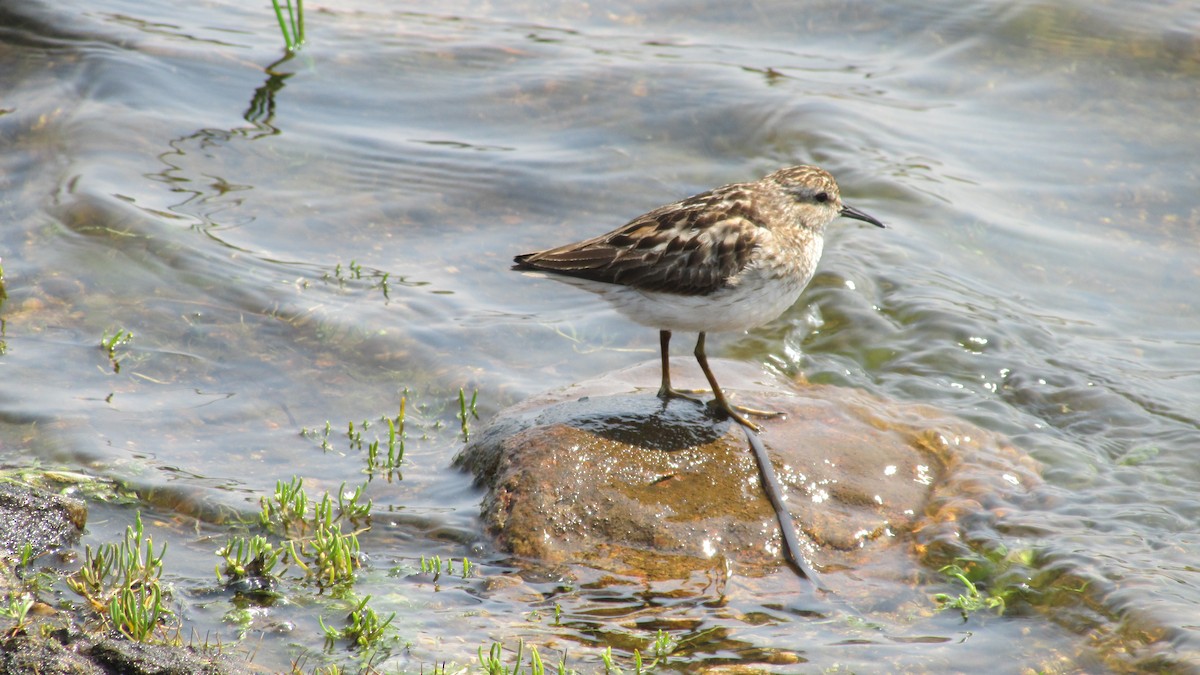 Least Sandpiper - ML622091015