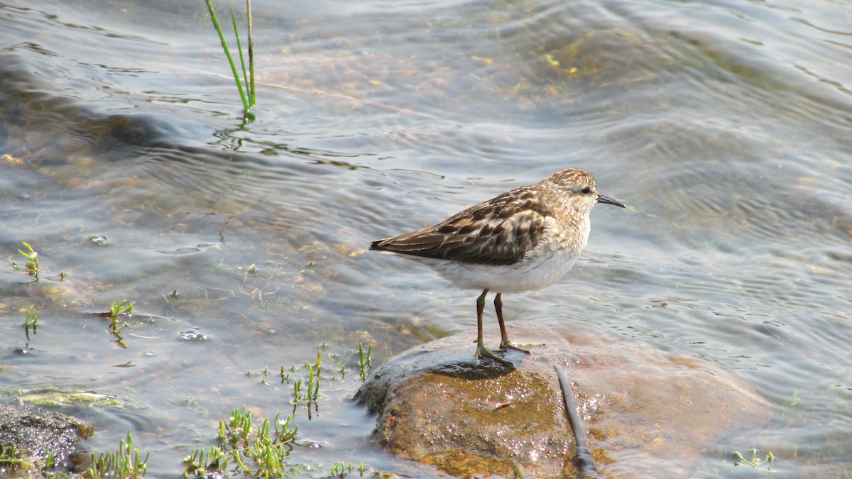 Least Sandpiper - ML622091016