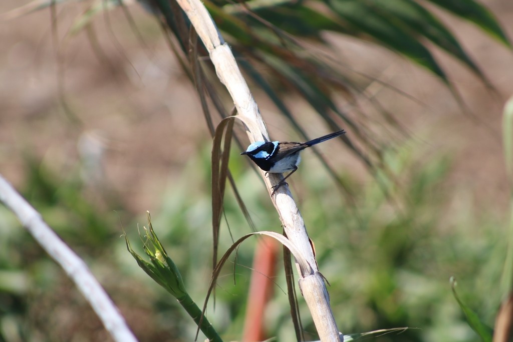 Superb Fairywren - ML622091017