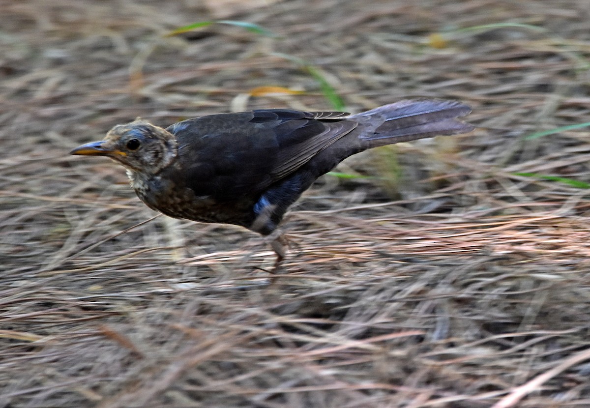 Eurasian Blackbird - ML622091018