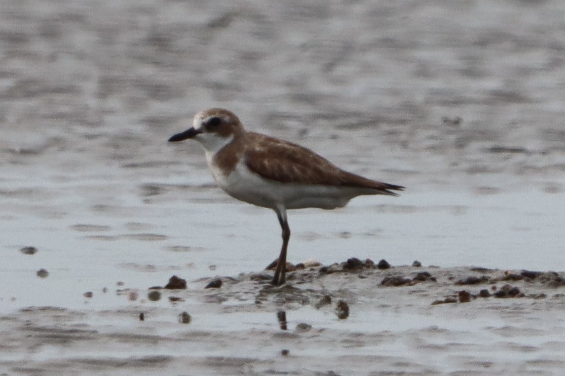 Siberian Sand-Plover - ML622091019