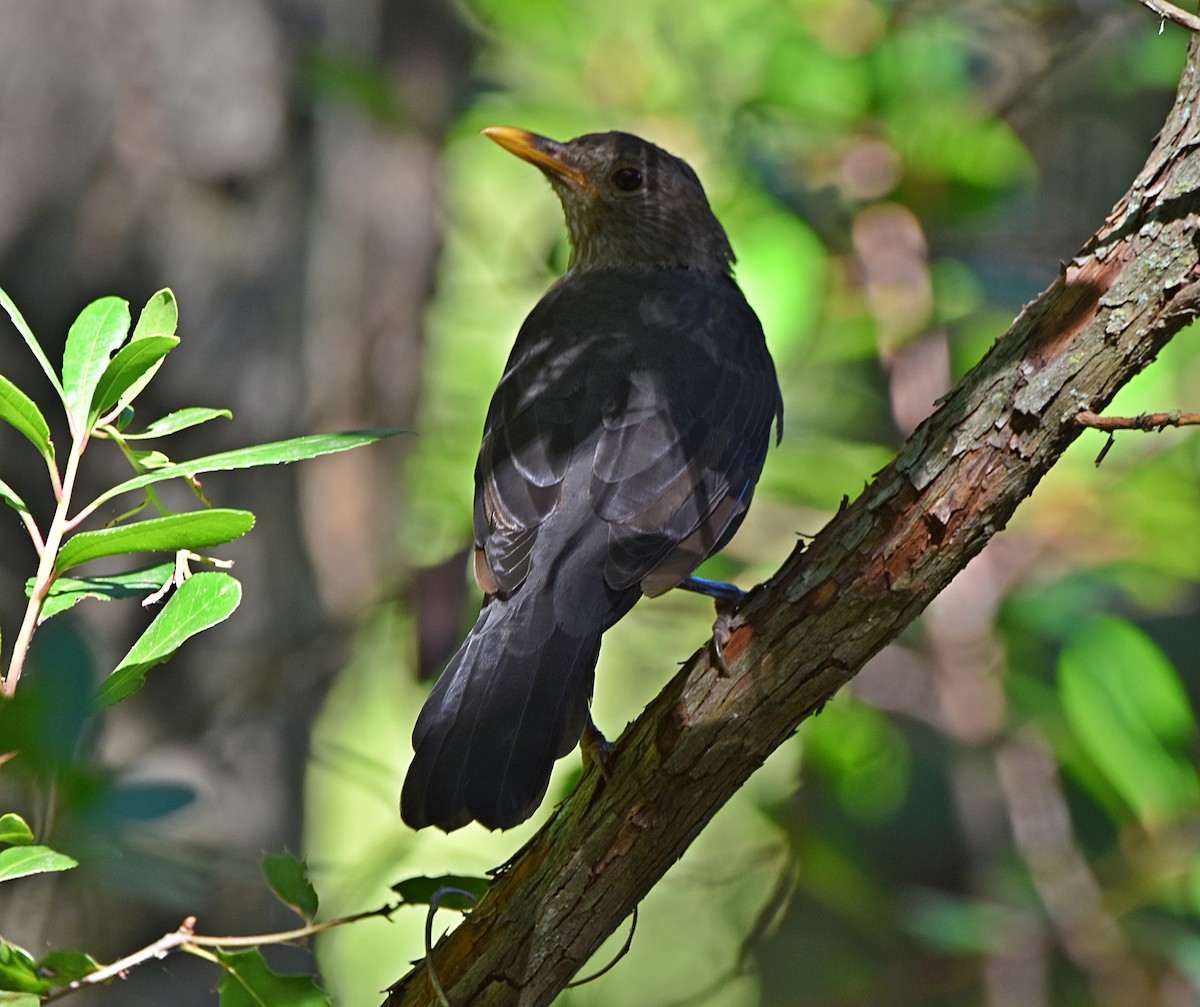 Eurasian Blackbird - ML622091020