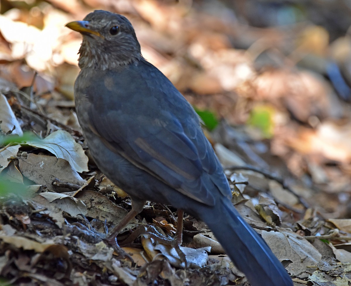 Eurasian Blackbird - ML622091021