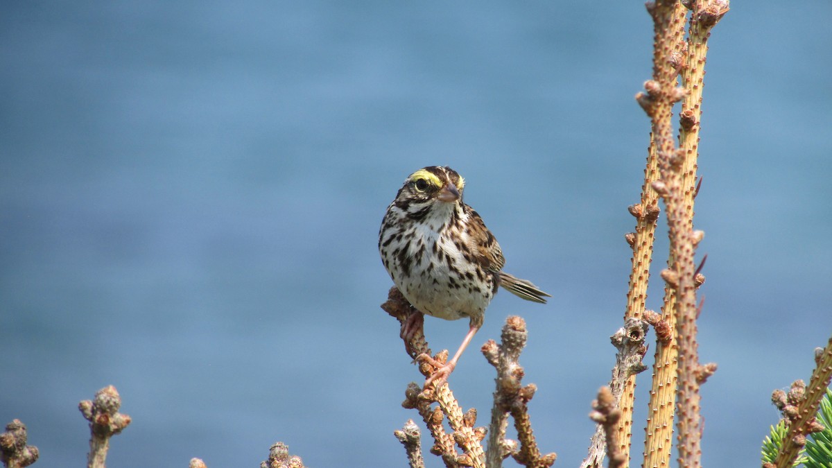 Savannah Sparrow - ML622091023