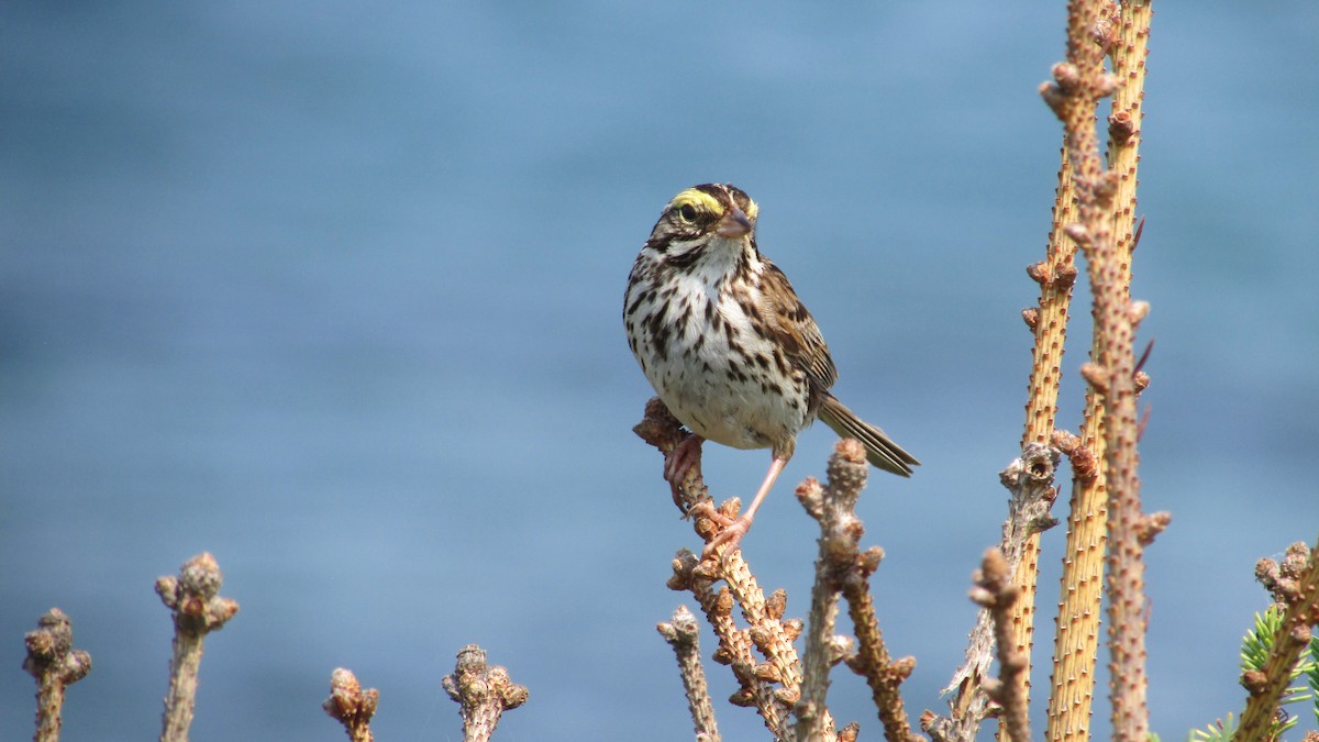 Savannah Sparrow - ML622091024