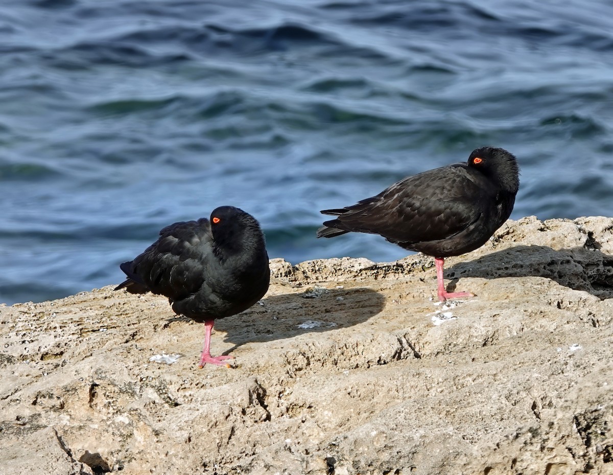 Sooty Oystercatcher - ML622091025