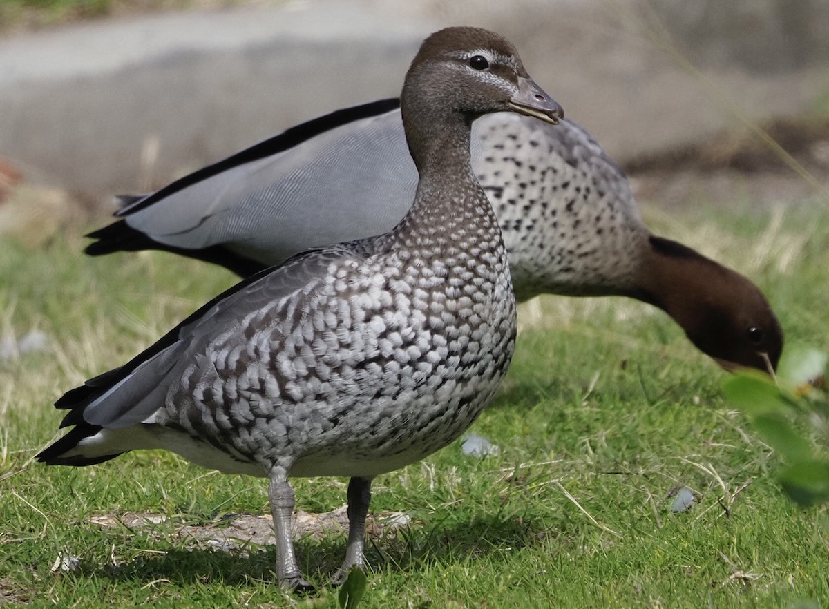 Maned Duck - ML622091027