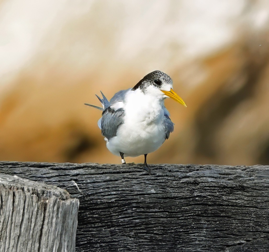 Great Crested Tern - ML622091029