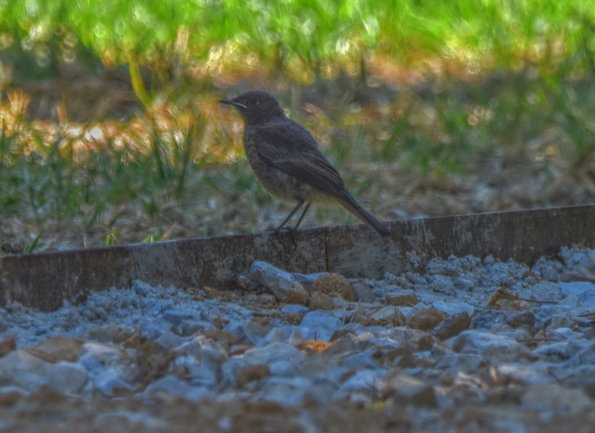 Black Redstart - ML622091030