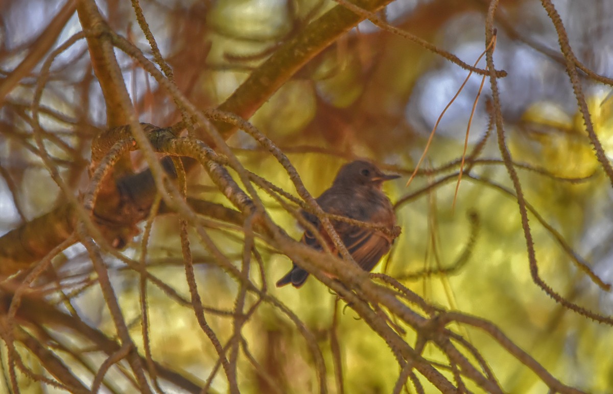 Black Redstart - Joao Freitas