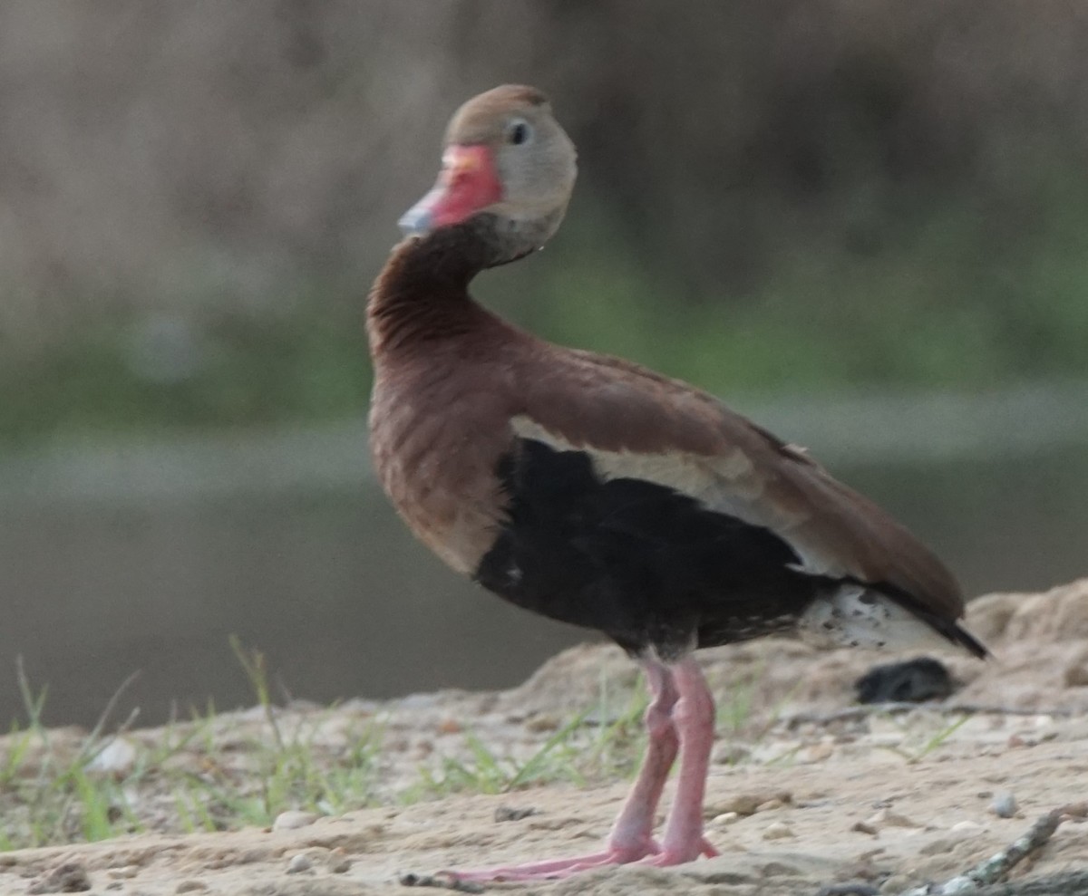 Black-bellied Whistling-Duck - ML622091032