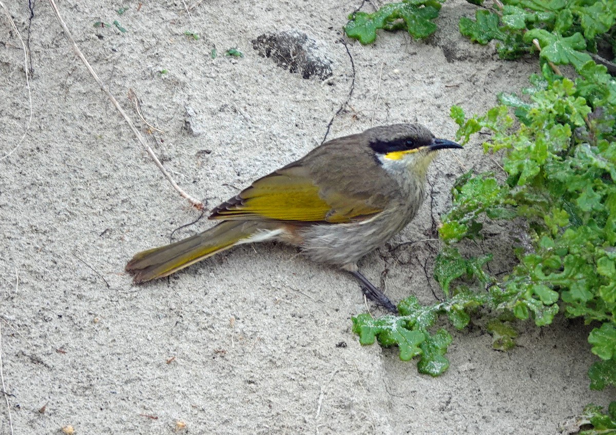 Singing Honeyeater - ML622091033