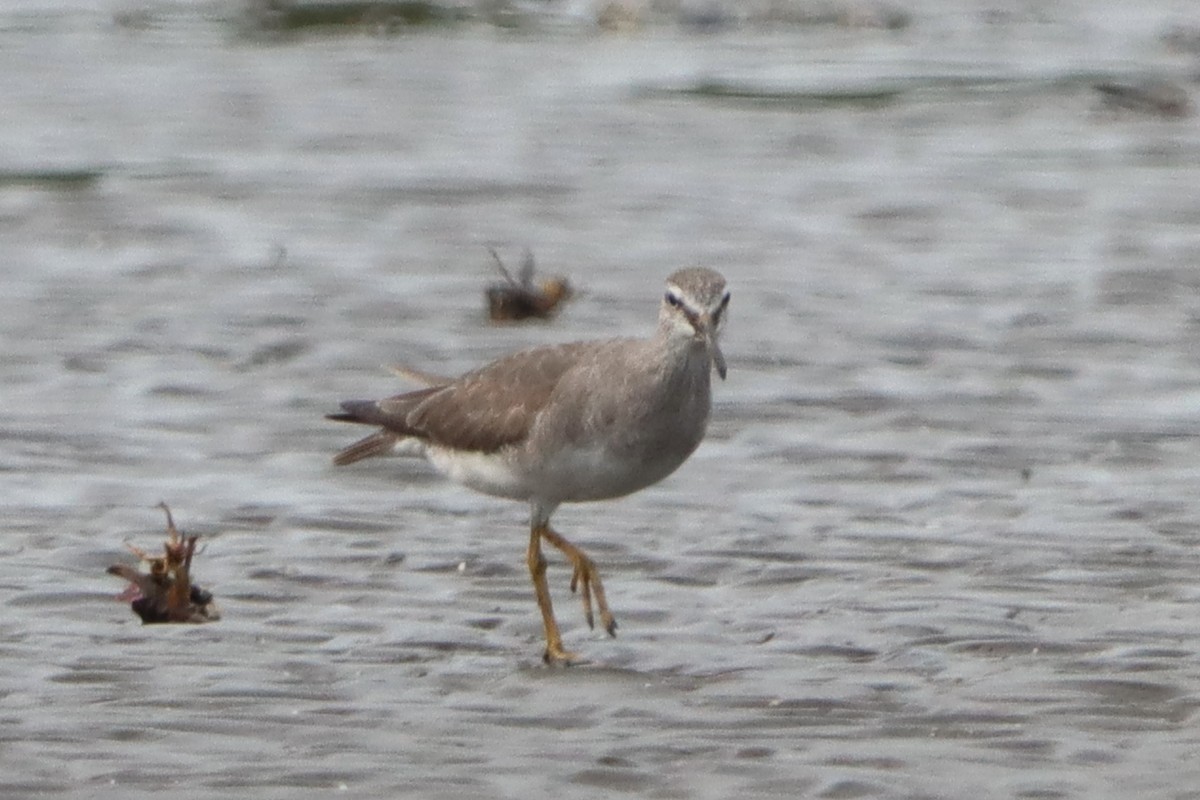 Gray-tailed Tattler - ML622091034